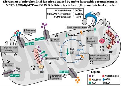 Recent Advances in the Pathophysiology of Fatty Acid Oxidation Defects: Secondary Alterations of Bioenergetics and Mitochondrial Calcium Homeostasis Caused by the Accumulating Fatty Acids